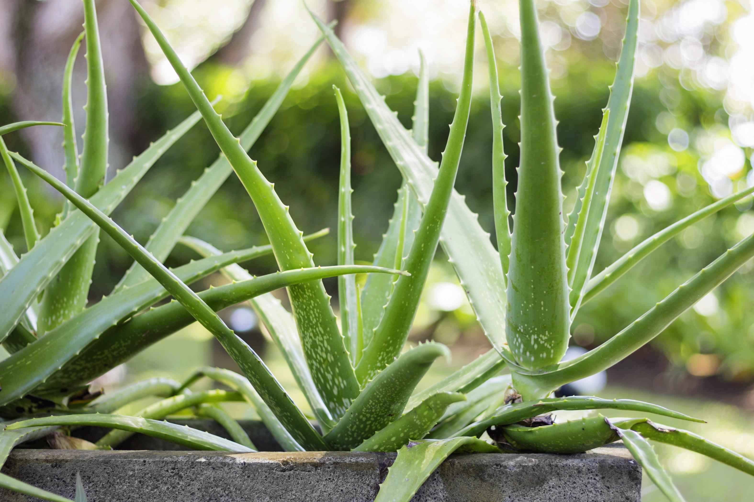 aloe vera sugarfree White Grape – The ALO Store main image 1